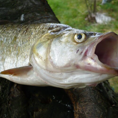 Asp (Aspius aspius) – Allt du Behöver Veta