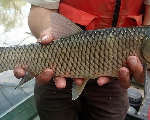 Gräskarp (Ctenopharyngodon idella) – Allt du Behöver Veta
