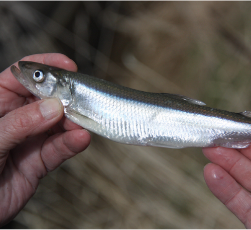 Nors (Osmerus eperlanus L.) – Allt du Behöver Veta