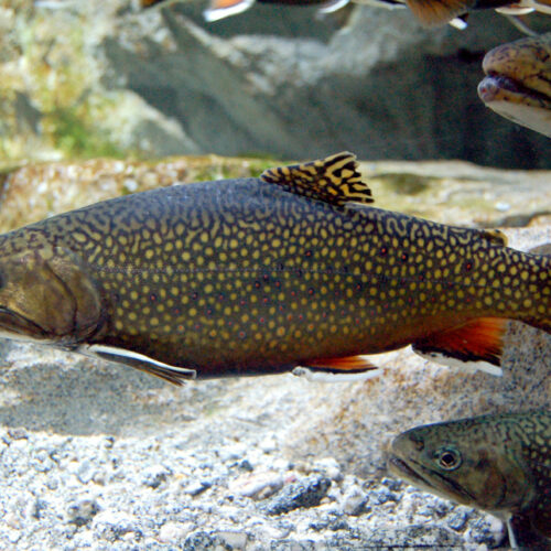 Bäckröding (Salvelinus fontinalis) – Allt du Behöver Veta