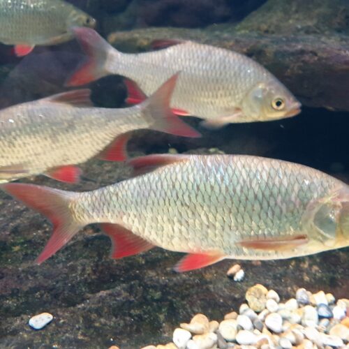 Sarv (Scardinius erythrophthalmus) – Allt du Behöver Veta