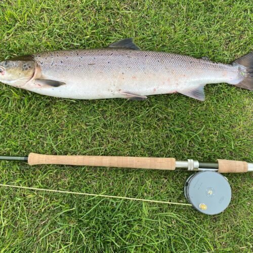 Lax (Salmo Salar) – Allt du Behöver Veta