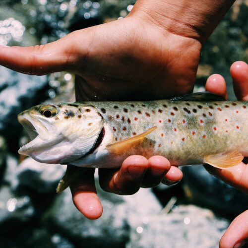 Regnbåge (Oncorhynchus mykiss) – Allt du Behöver Veta