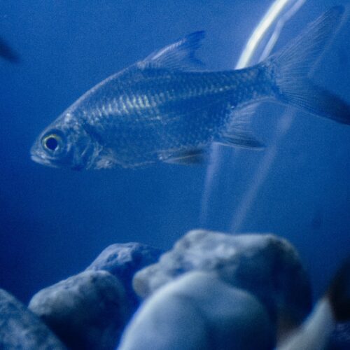 Karp (Cyprinus carpio) – Allt du Behöver Veta